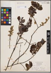 Foto von Salix aurita L.